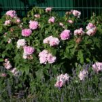 Trandafiri Jacques Cartier®