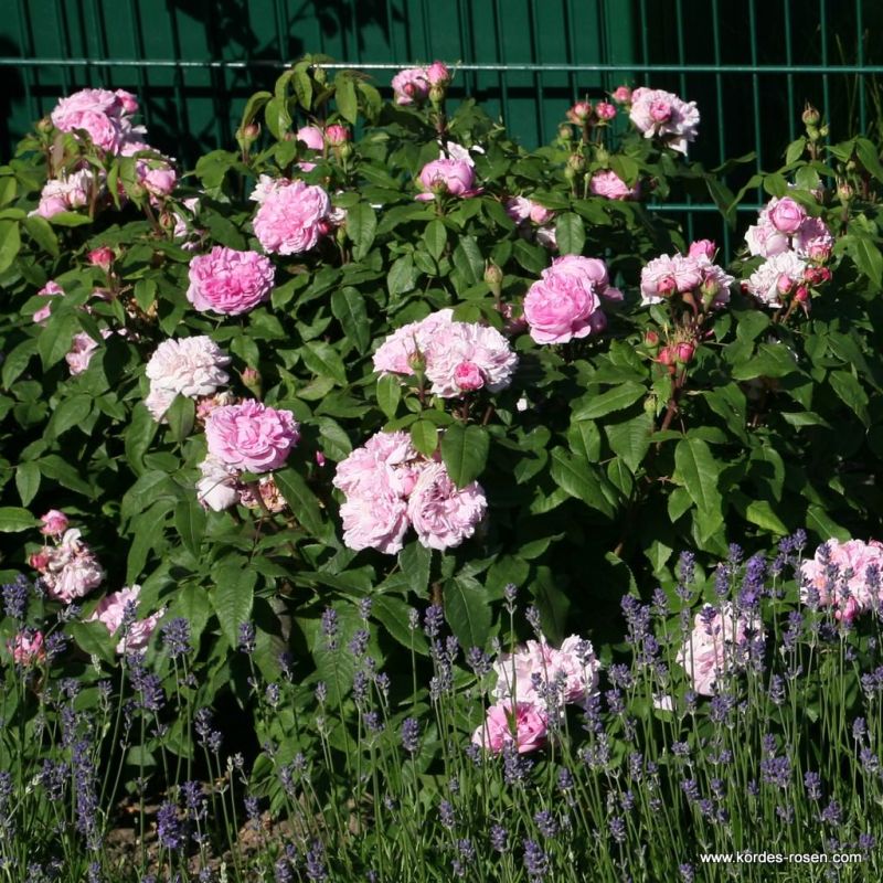 Trandafiri Jacques Cartier® Trandafiri Jacques Cartier®