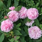 Trandafiri Jacques Cartier®