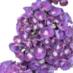 Hortensie - Hydrangea Macrophylla Bric à Brac Lilas