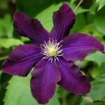 Clematite/Clematis Romantika