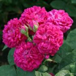Trandafiri Rose de Resht
