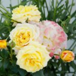 Trandafiri Rose der Hoffnung®