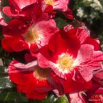 Trandafiri Simsalabim®