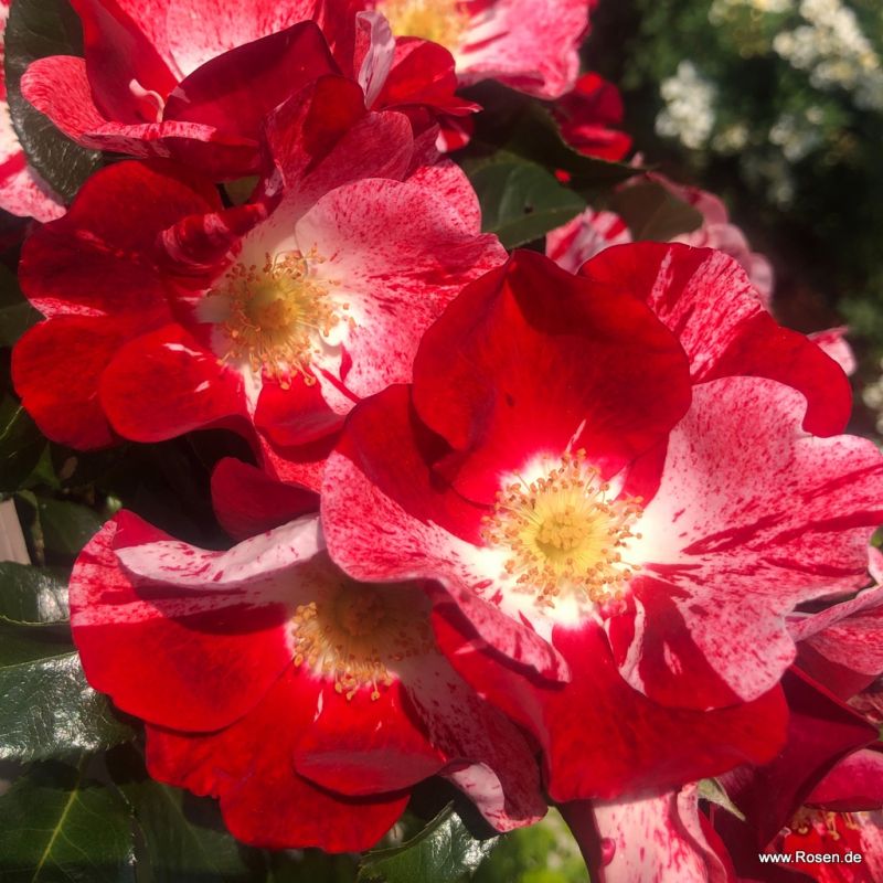 Trandafiri Simsalabim® Trandafiri Simsalabim®