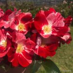 Trandafiri Simsalabim®