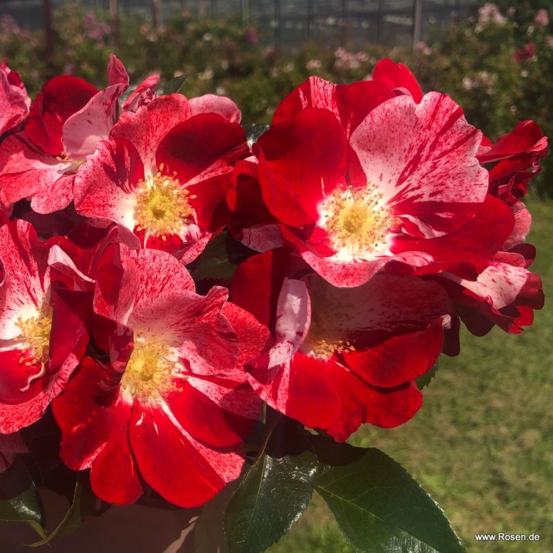 Trandafiri Simsalabim® Trandafiri Simsalabim®