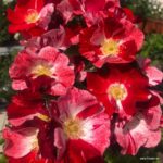 Trandafiri Simsalabim®