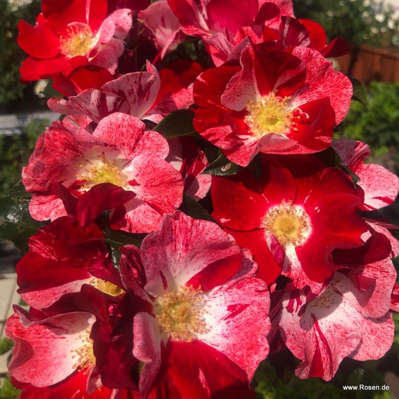 Trandafiri Simsalabim® Trandafiri Simsalabim®