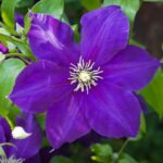 Clematite/Clematis Jackmanii