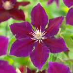 Clematite/Clematis Julka