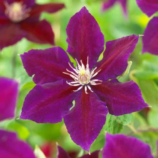 Clematite/Clematis Julka