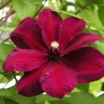 Clematite/Clematis Westerplatte