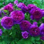 Trandafiri Purple Eden®