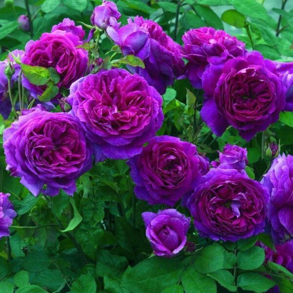 Trandafiri Purple Eden®