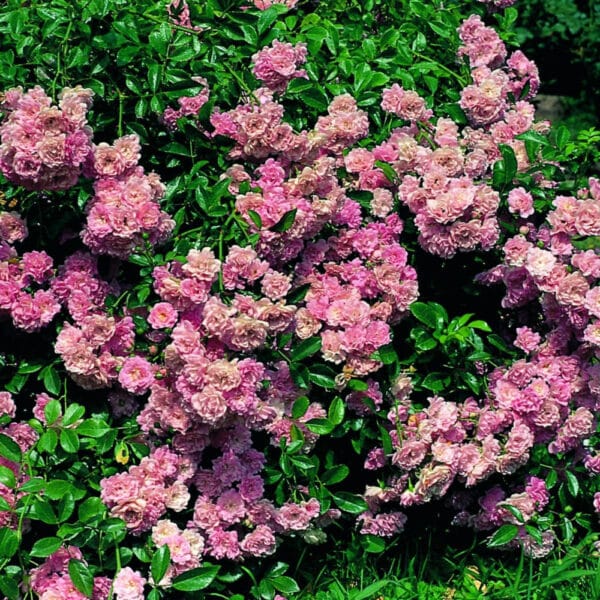 Trandafiri acoperitori de sol Tesorino®