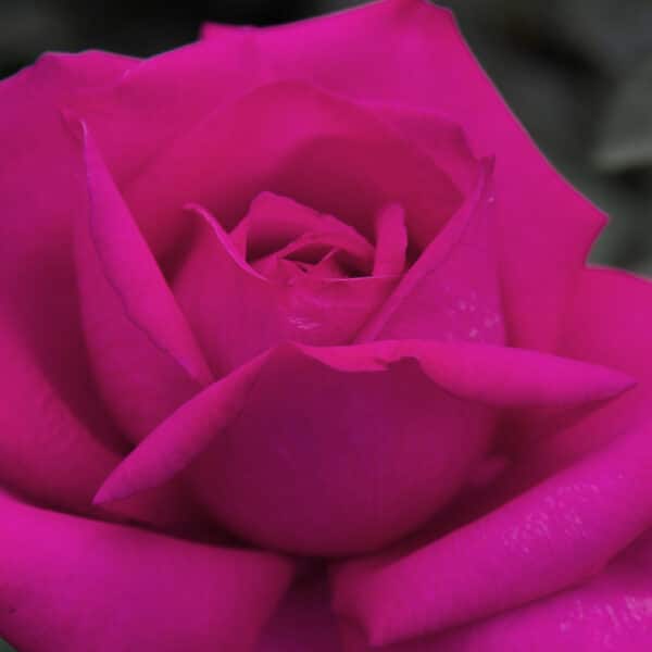 Trandafiri Wanda Ferragamo®