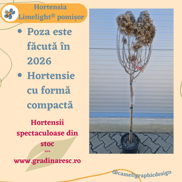 Hortensie - Hydrangea Paniculata Limelight® pomișor