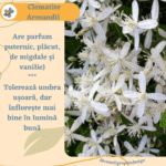 Clematite Armandii