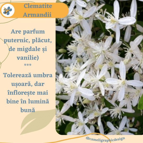 Clematite Armandii