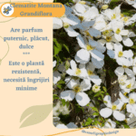 Clematite Montana Grandiflora