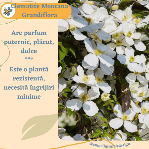 Clematite Montana Grandiflora