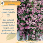Clematite Montana Rubens